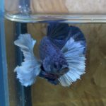 betta198