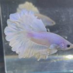 betta208