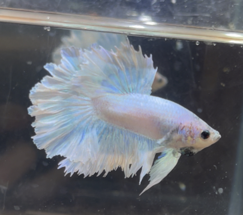 betta207