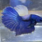 betta237