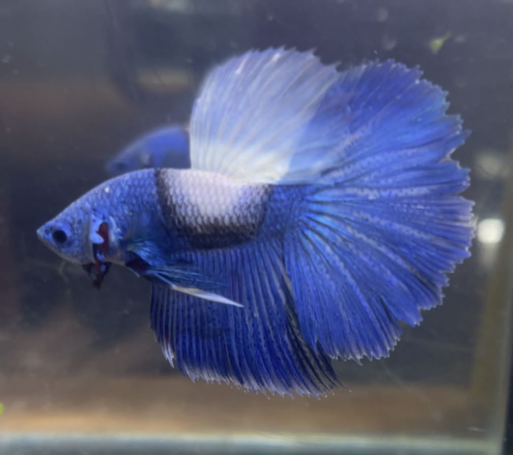 betta237
