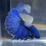 betta237