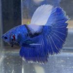betta237