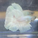 betta214