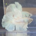 betta214
