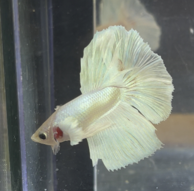 betta214