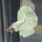 betta214