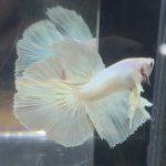 betta214