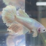 betta213