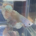 betta213