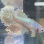 betta213