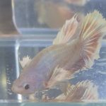 betta213