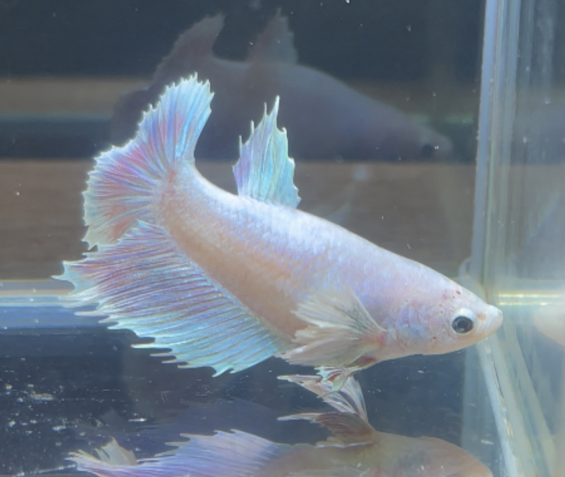 betta213
