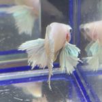 betta213
