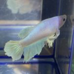 betta212