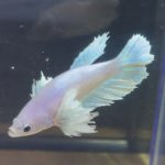 betta212