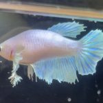 betta212