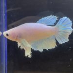 betta212