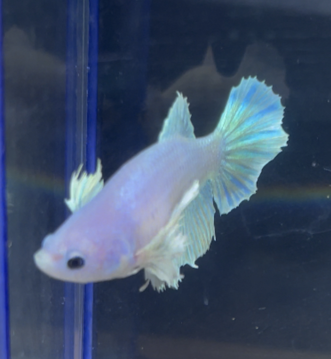 betta212