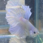 betta208