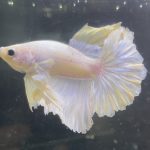 betta208