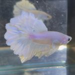 betta208