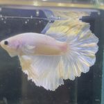 betta208