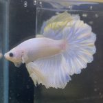 betta208