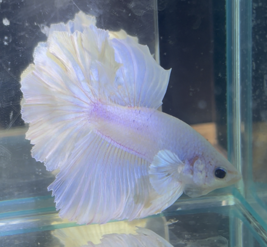 betta208
