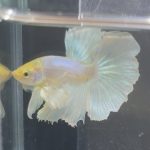 betta211