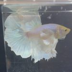 betta211