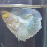betta211