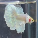 betta211