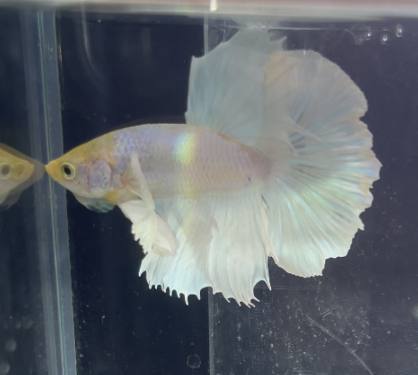 betta211
