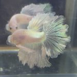betta210