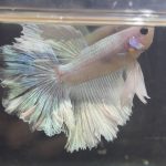betta210
