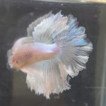 betta210