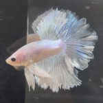 betta210