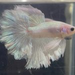 betta210