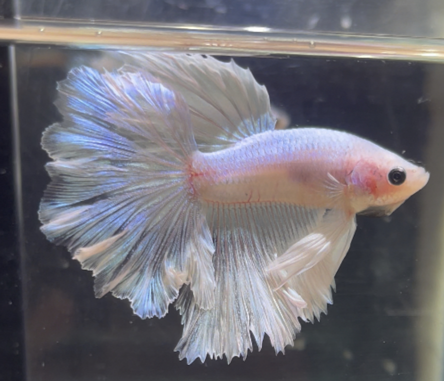 betta210