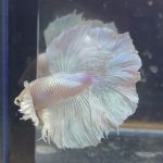 betta209