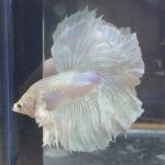 betta209