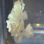betta209