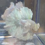 betta209