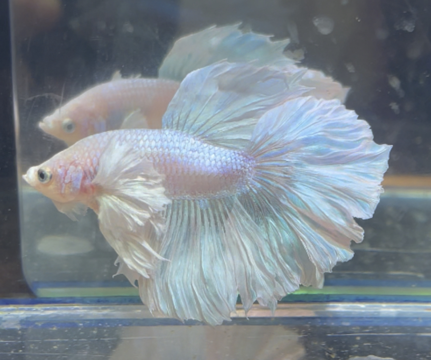 betta209