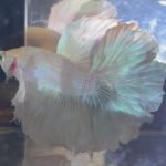betta209