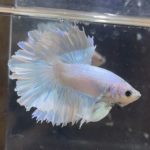 betta207