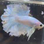 betta207