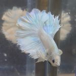 betta207
