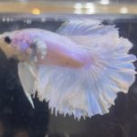 betta207